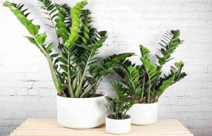 پرورش و تکثیر زاموفیلی