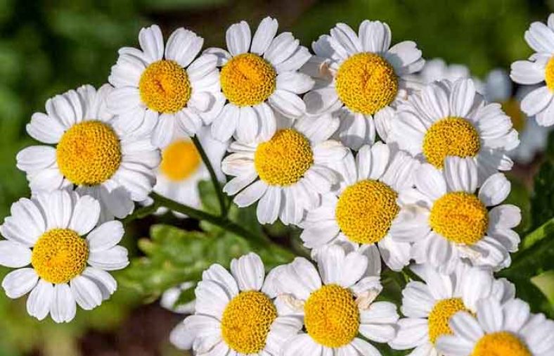خواص بابونه گاوی