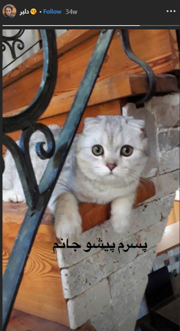 گربه آرام جعفری