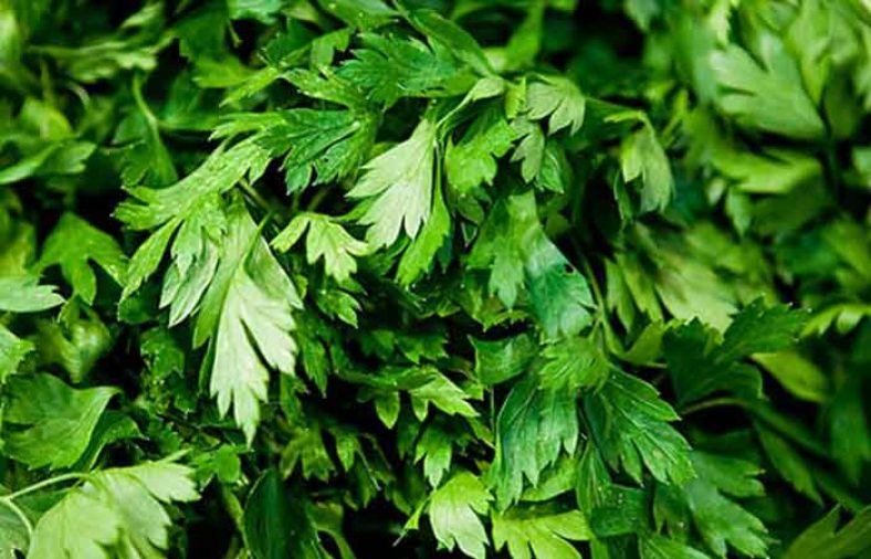 خواص دمنوش جعفری
