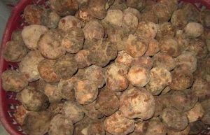 پرورش قارچ دنبلان