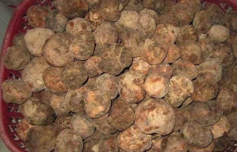 پرورش قارچ دنبلان