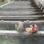 پرورش ماهی کپور