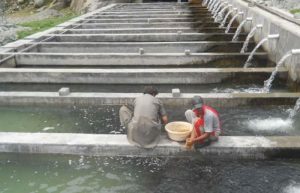 پرورش ماهی کپور