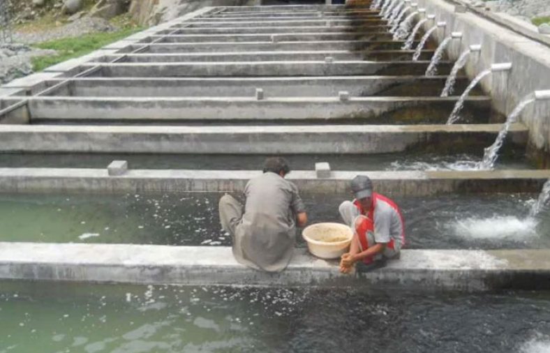 پرورش ماهی کپور