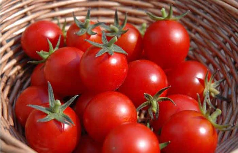 خواص گوجه فرنگی در لاغری