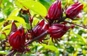 کاشت چای ترش در گلدان