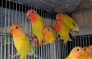 پرورش قناری در منزل