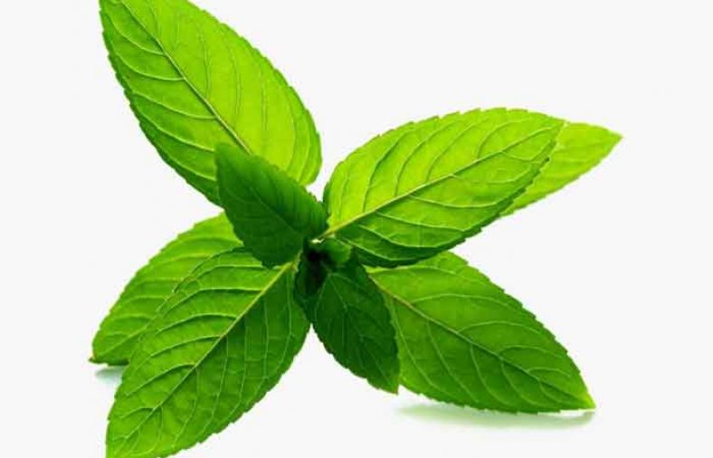 خواص نعناع فلفلی