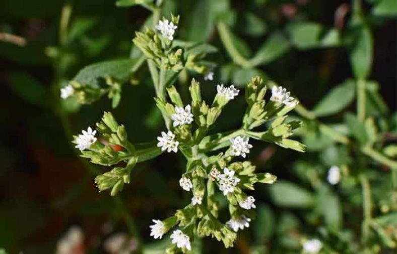 خواص گیاه استویا