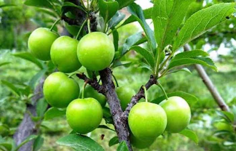 طبع گوجه سبز