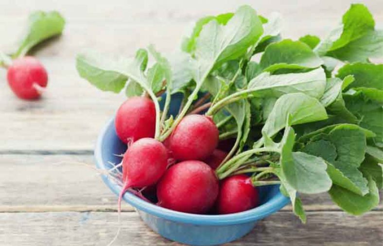 نگهداری تربچه در یخچال