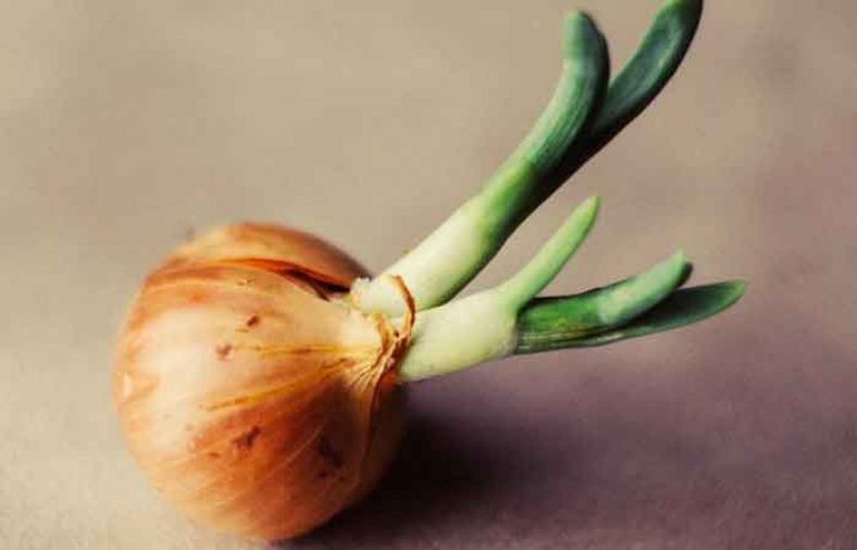 جلوگیری از جوانه زدن پیاز