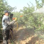سمپاشی مرکبات