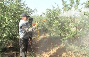 سمپاشی مرکبات