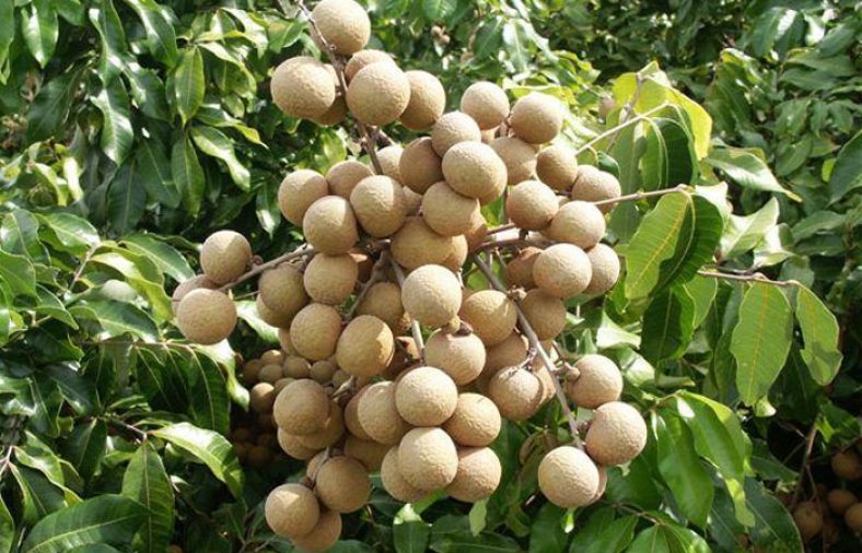 پرورش میوه لونگان