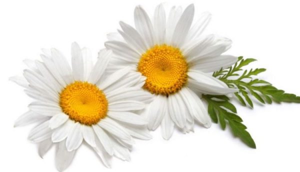 خواص بابونه برای پوست