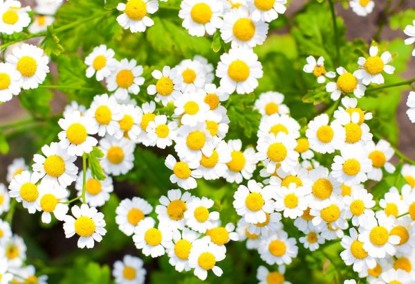 بابونه شیرازی برای پوست