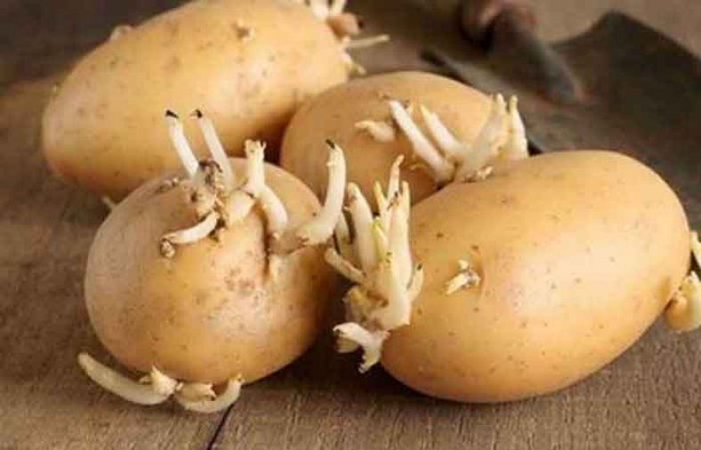جلوگیری از جوانه زدن سیب زمینی