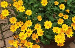 پرورش گل اشرفی