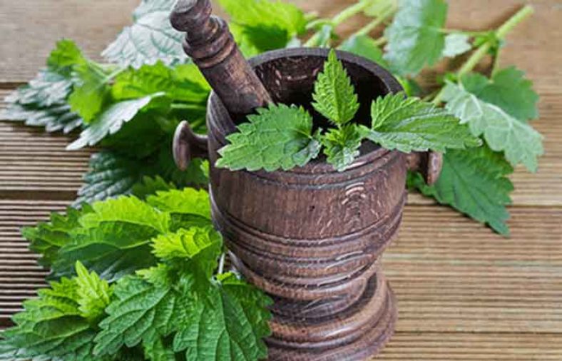 خواص عرق گزنه