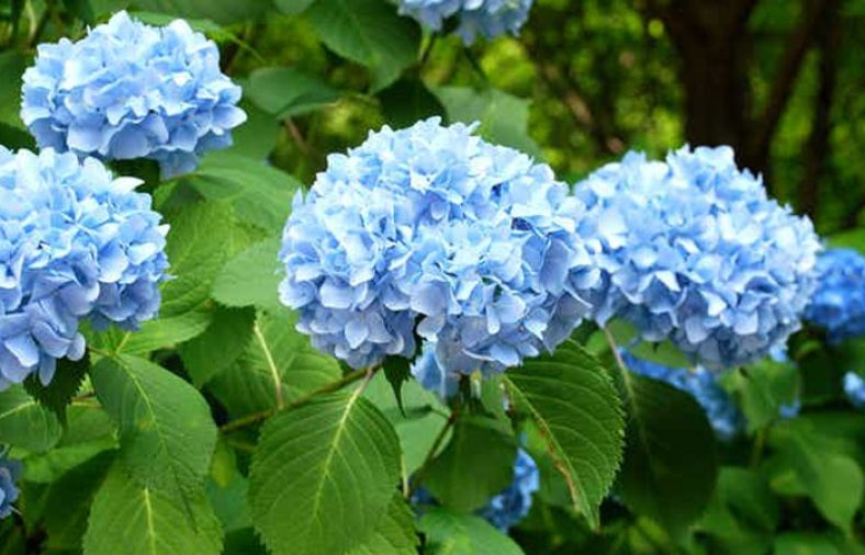 پرورش گل ادریسی