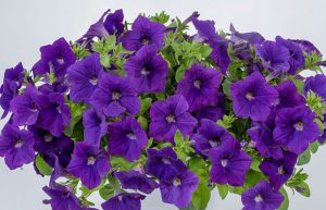 کاشت و نگهداری گل اطلسی