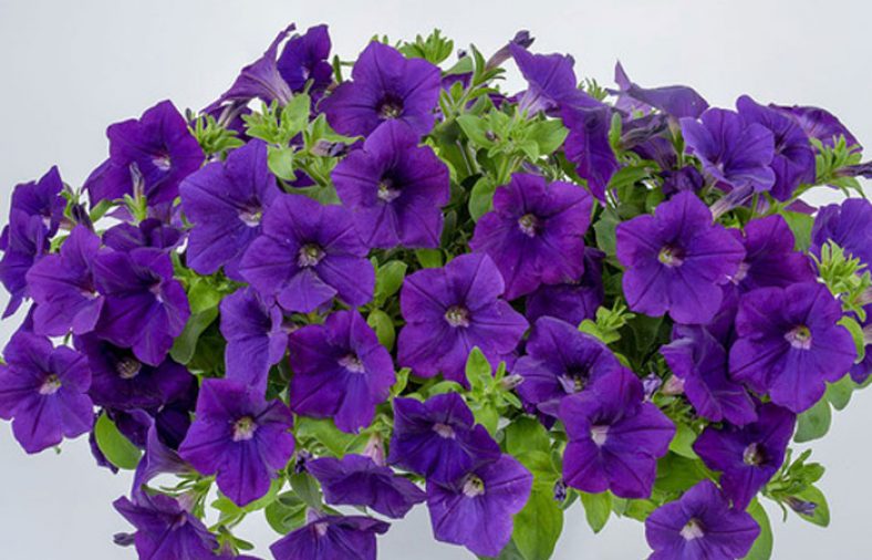کاشت و نگهداری گل اطلسی