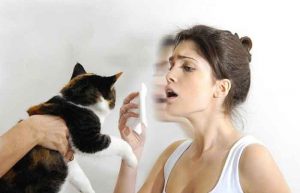 آلرژی به گربه