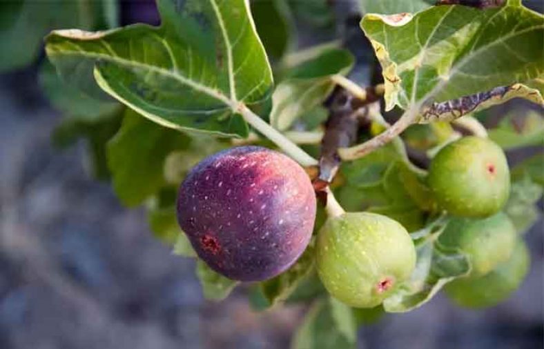 خواص برگ انجیر