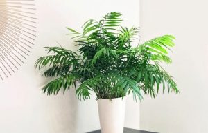 نگهداری از نخل شامادورا