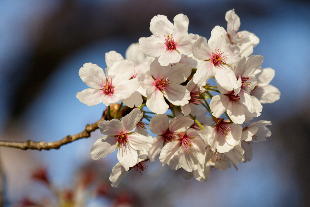 عکس گل و شکوفه درختان