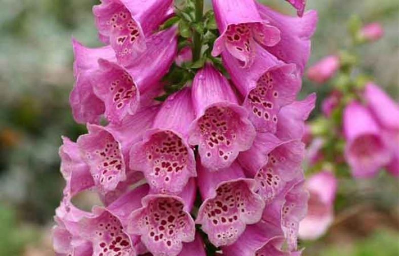 خواص گل انگشتانه