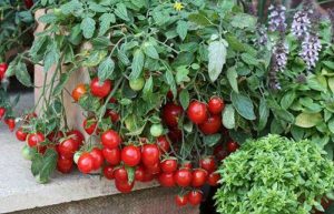 کاشت گوجه گیلاسی در گلدان