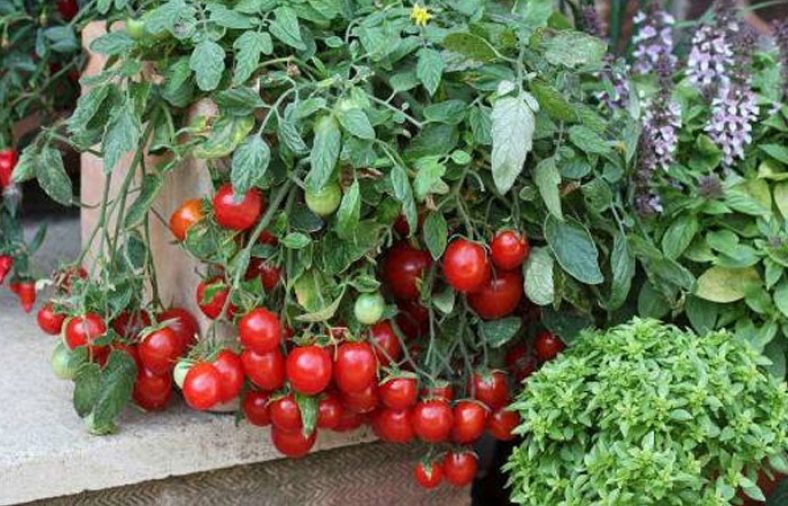 کاشت گوجه گیلاسی در گلدان