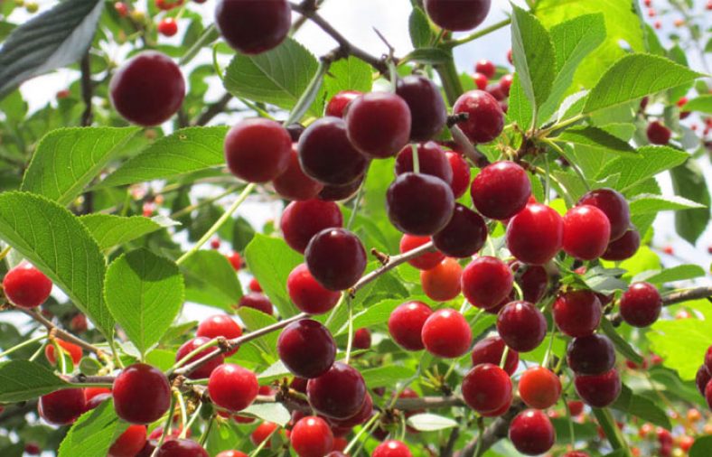 کاشت درخت آلبالو در خانه