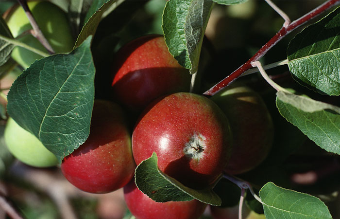 آموزش کاشت هسته سیب در گلدان و سبزه هسته سیب | ستاره