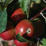 کاشت هسته سیب