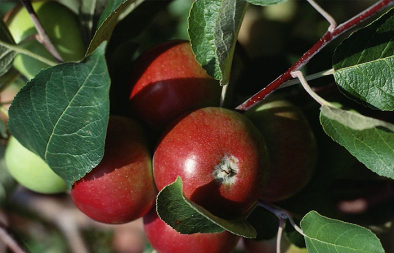 کاشت هسته سیب