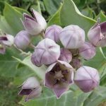 خواص گیاه استبرق