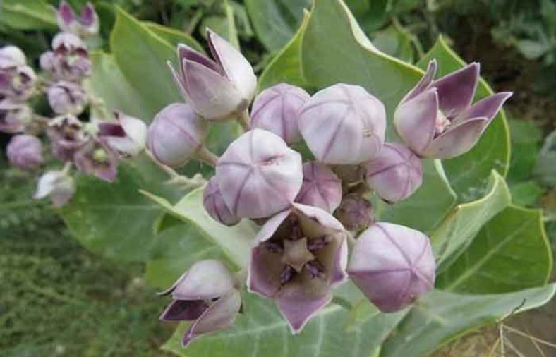 خواص گیاه استبرق