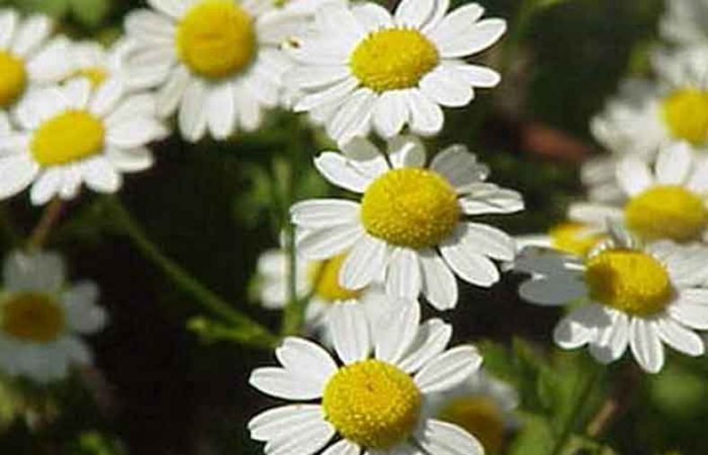 خواص گیاه مخلصه
