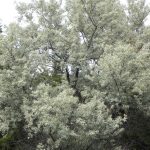 کاشت درخت سنجد