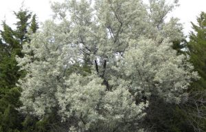 کاشت درخت سنجد