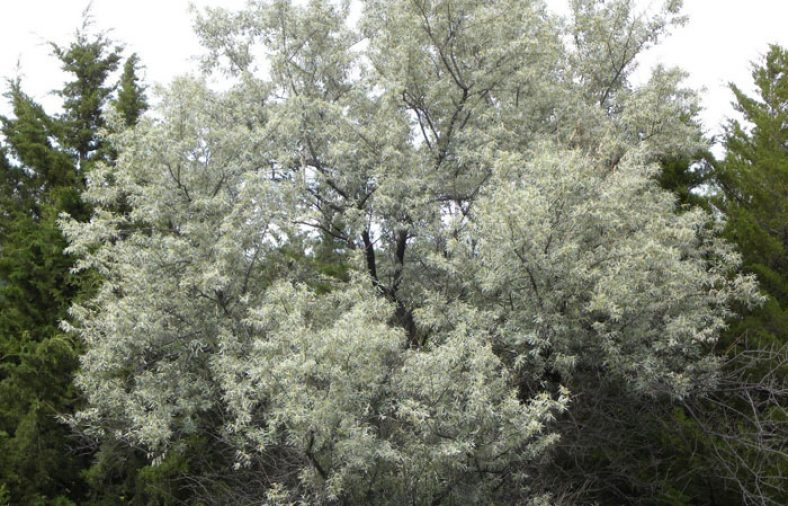 کاشت درخت سنجد