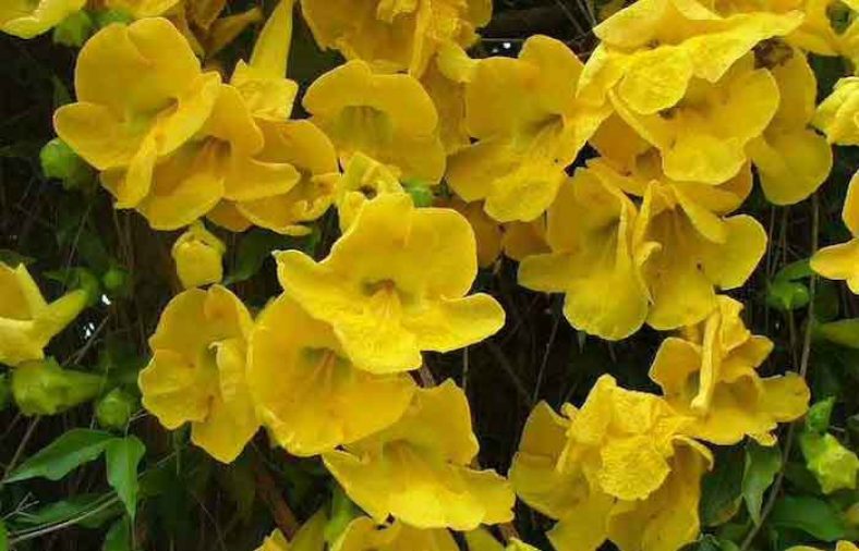 خواص گیاه پنجه گربه