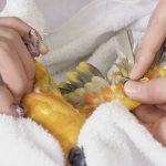 مراقبت از پرنده بیمار