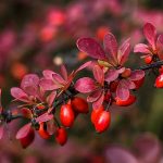 کاشت زرشک در خانه