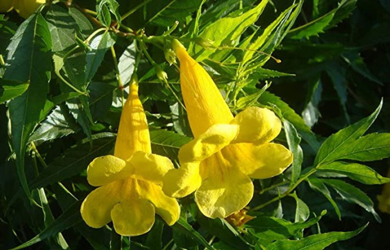 نگهداری و تکثیر گل تکوما