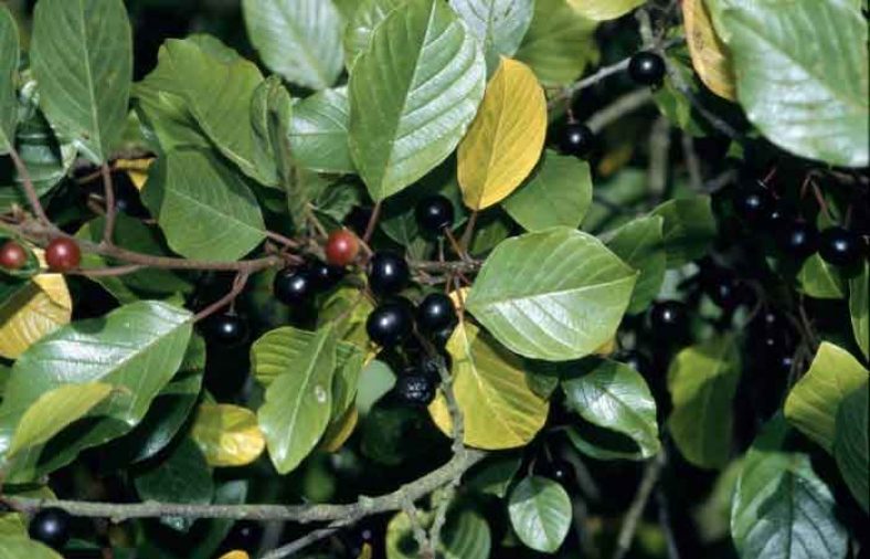 خواص گیاه سیاه توسه